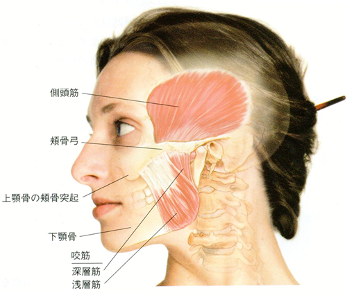 本所吾妻橋（浅草）徒歩3分の歯医者、鈴木歯科クリニックの歯ぎしり・食いしばり